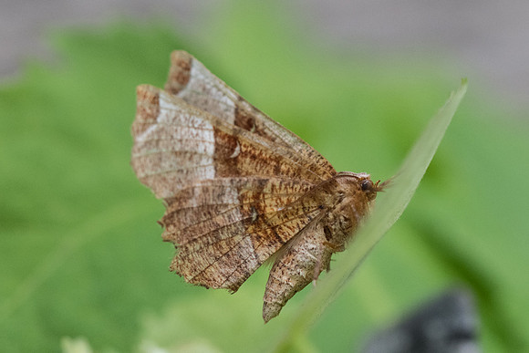Selenia dentaria-2326 - Entraunes - 7/07/21
