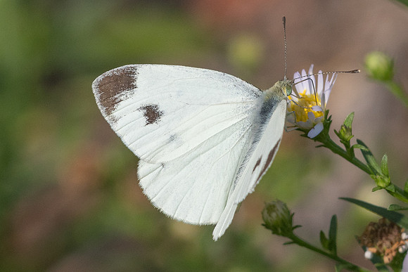 Pieris mannii - 9060 - Paris - 23/08/24
