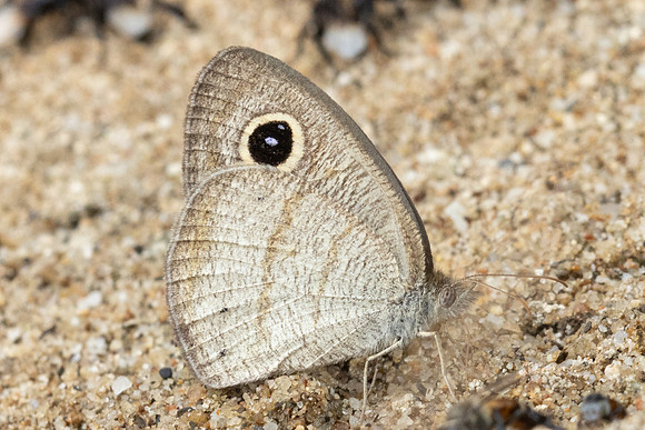 Ypthima akbar-2188 - Chiang Dao - 18/03/24