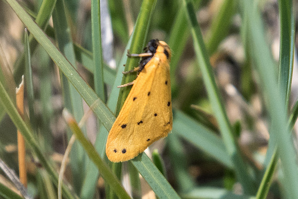 Setina flavicans 6231 - Gréolières les neiges -