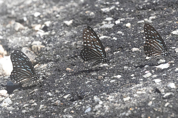 Graphium megarus-9202