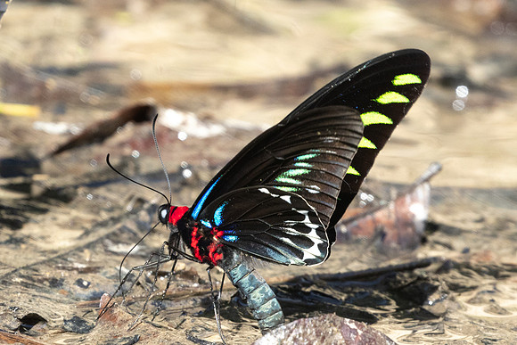 Trogonoptera brookiana-0664