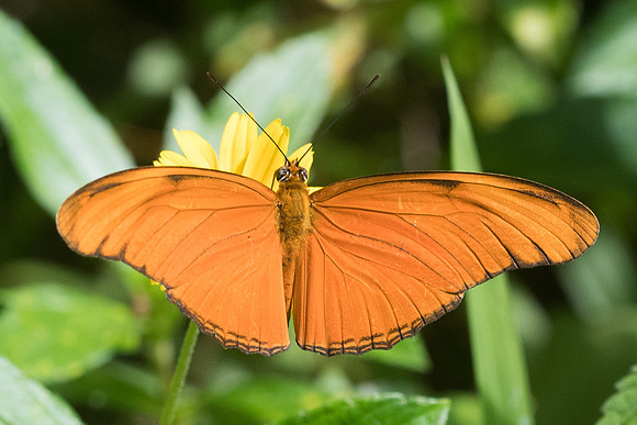 Dryas iulia moderata-4325 - Krabi - 23/11/23