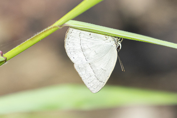 Curetis insularis-0386