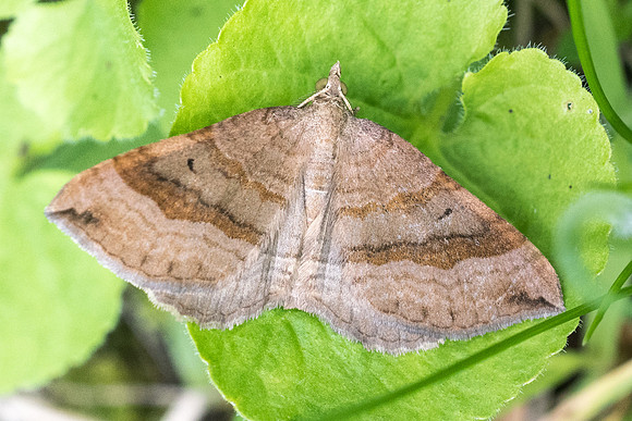 Scotopteryx chenopodiata-5904 - Aprey - 30/07/21