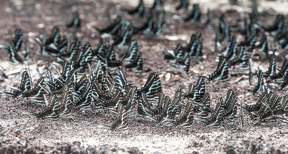 Protographium philolaus-2567