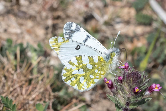 Euchloe ausonia-6168