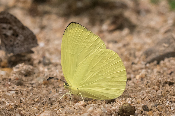 Gandaca harina burmana-4136 - Chiang Dao  - 12/03/23