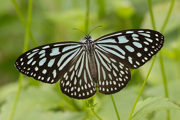 Ideopsis similis-6822- Sepang - 30/03/25
