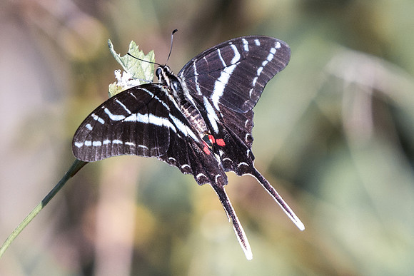 Protographium philolaus-3276