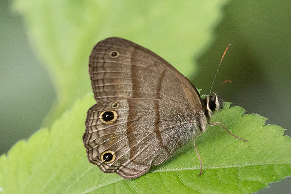 Cissia pompilia id--5257 - Jardin - 14/06/24