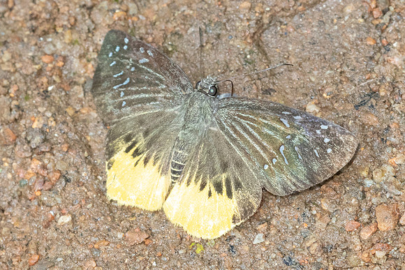 Mooreana trichoneura pralaya-5423 - Doi Suthep - 27/03/25
