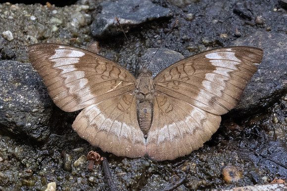Euthalia monina ♀-6403 - Doi -Suthep - 27/03/24