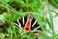 Euplagia quadripunctaria - Précy
