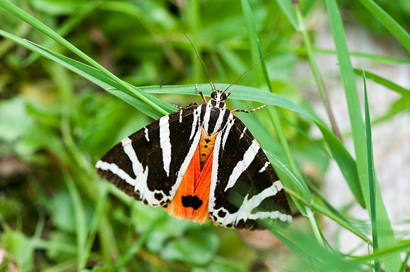 Euplagia quadripunctaria - Précy