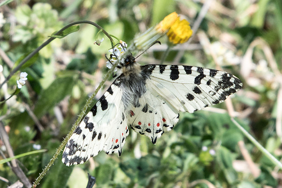 Zerynthia cerisy-5577 - Alexandroupoli - 12/04/22