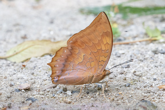 Charaxes sp id--4406