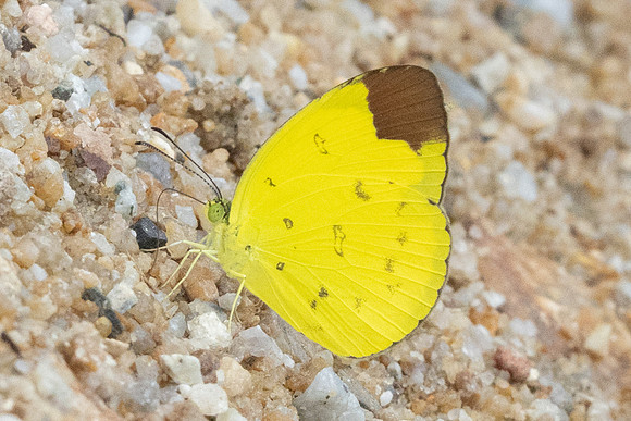 Eurema sari-8308