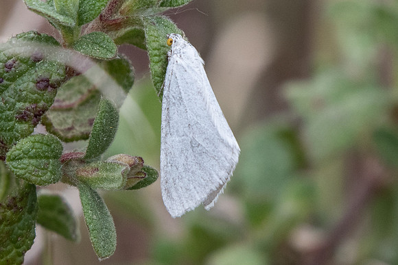 Lithostege duponcheli
