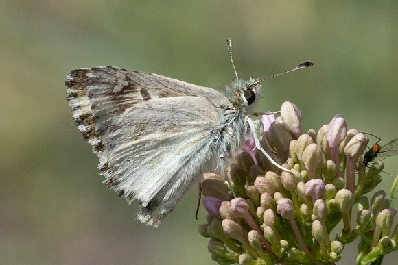 Carcharodus lavatherae-0513