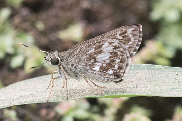 Halpe porus-5911 - Chiang Dao - 12/03/23
