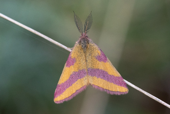 Lythria cruentaria-8770- Fontainebleau - 4/08/24