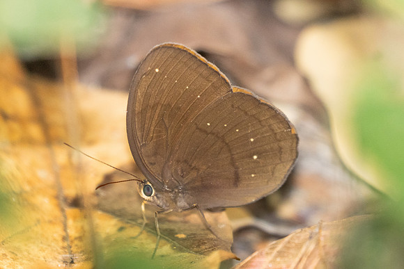 Faunis canens-2808 - Doi Suthep - 21/03/25