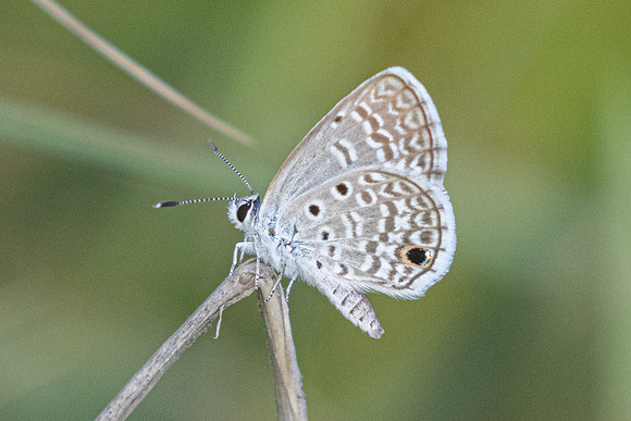 Hemiargus hanno-8734 - Cartagena - 2/06/24