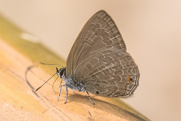 Anthene emolus goberus id--2465 - Chiang Dao - 11/03/23