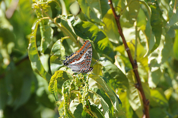 Charaxes jasius -Dubrovnik-8169