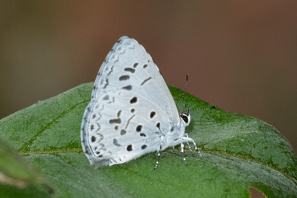 Acytolepis puspa-4074