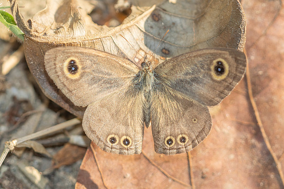 Ypthima sp-6064