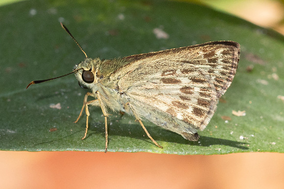 Halpe hauxwelli -5673 - Doi Suthep - 27/03/25