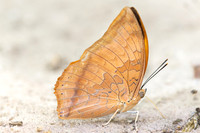 Charaxes bernardus-4857 - Doi Inthanon - 25/03/25