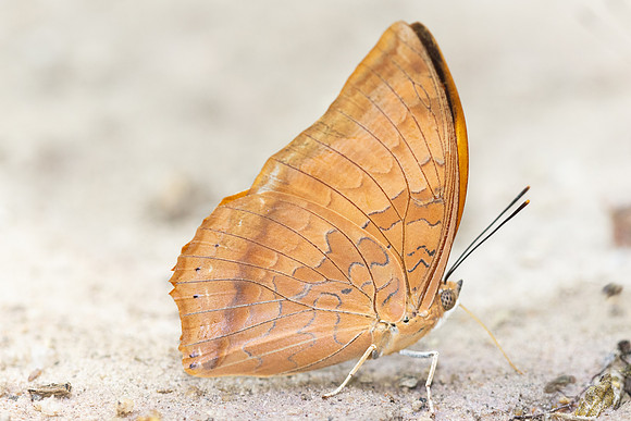 Charaxes bernardus-4857 - Doi Inthanon - 25/03/25