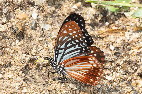 Hestinalis nama-4363 - Chiang Dao - 22/03/24