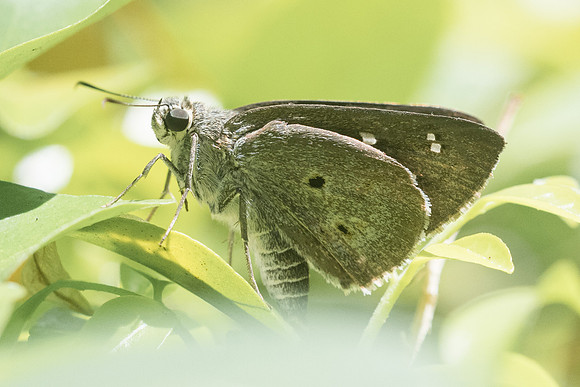 SUASTUS GREMIUS-3550 - Chiang Rai - 20/11/23