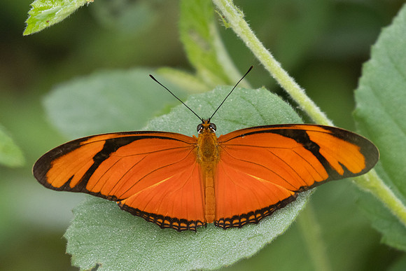 Dryas iulia-3878 - Barichara - 10/06/24