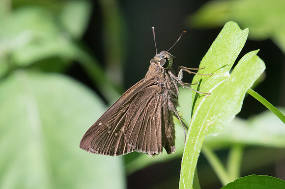 Baoris farri-0977 - Doi-Suthep - 13/11/23