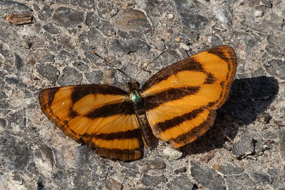 Pantoporia sandaka-5206 - Doi Inthanon - 24/03/24