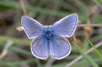 Polyommatus thersites-8094