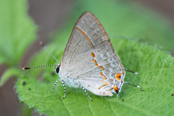 Ministrymon azia (yeux foncés)-6193