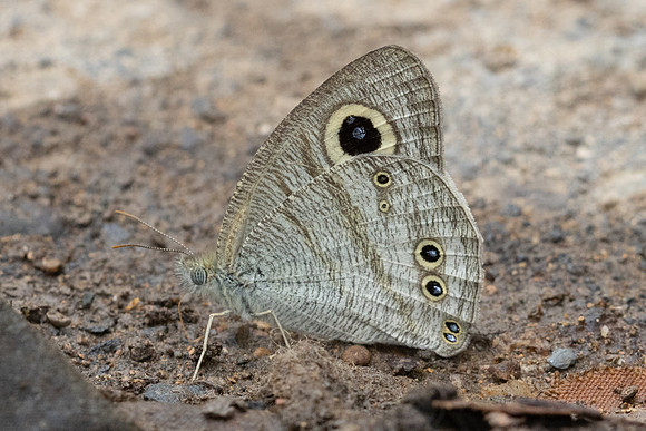 Ypthima savara-3595