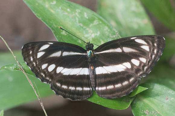 Neptis clinia-8741 - Chiang Dao - 14/11/23