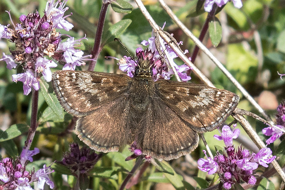 Erynnis tages-8252