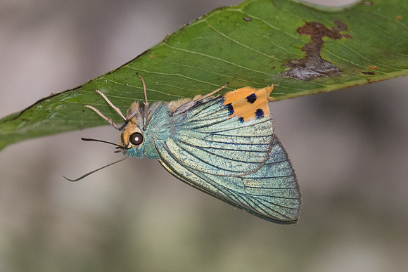 Choaspes furcatus-2210 - Chiang Dao - 17/11/23