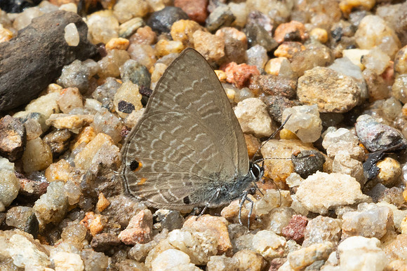 Anthene emolus-9410