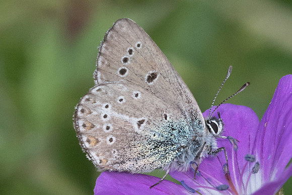 Eumedonia eumedon-6947 - Estenc - 28/06/21