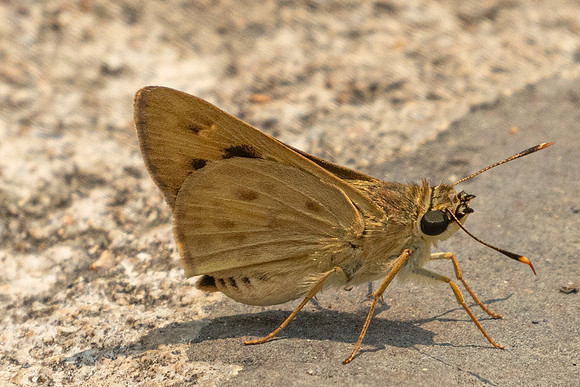 Thoressa masoni-1242