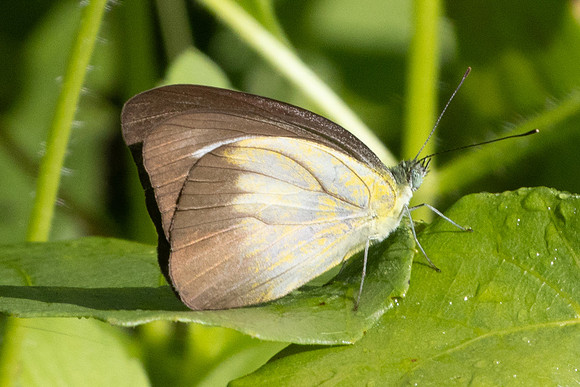 Appias lyncida ssp. vasava-0633